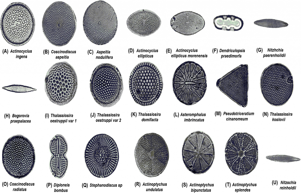 Diatoms