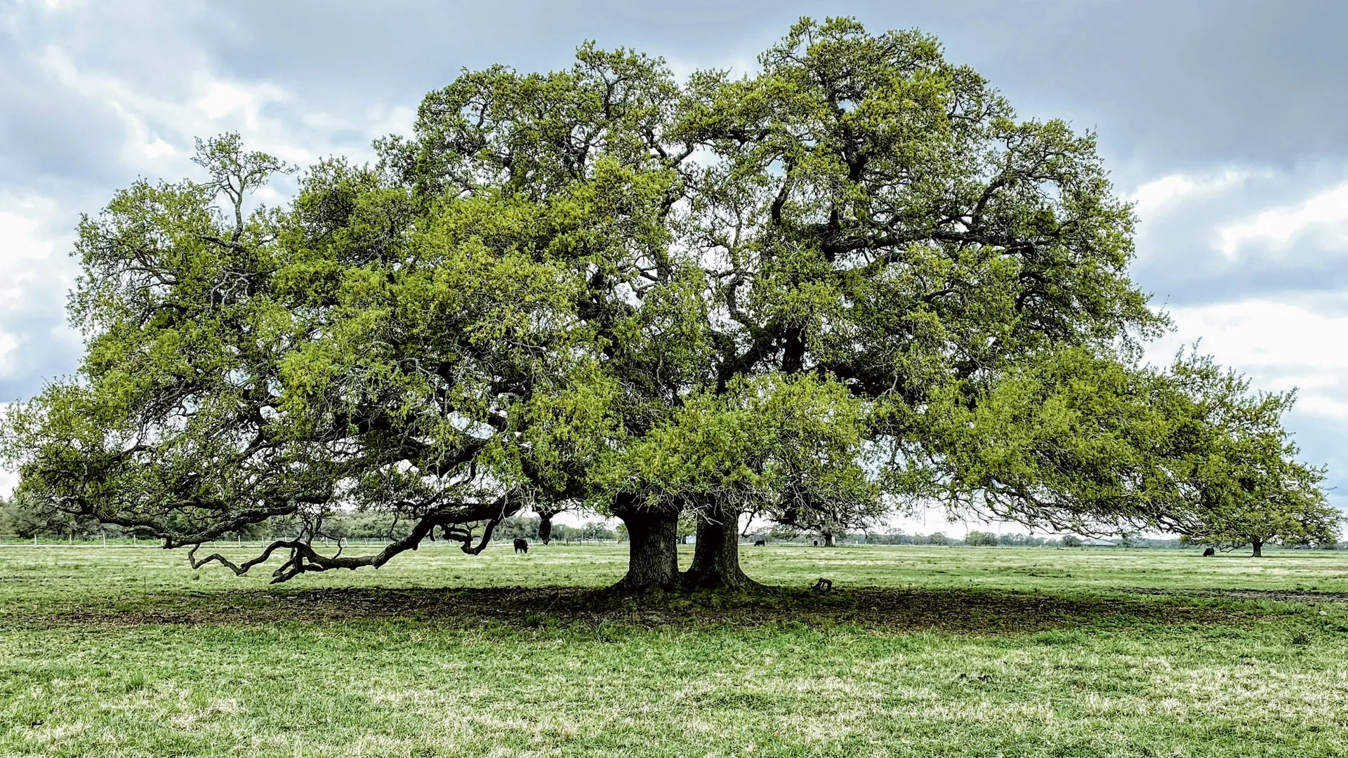 Een grote, oude eik met een brede kroon in een weiland