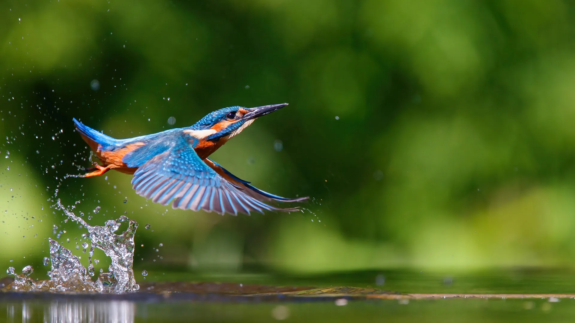 Een ijsvogel die met opspattend water van het wateroppervlak opstijgt