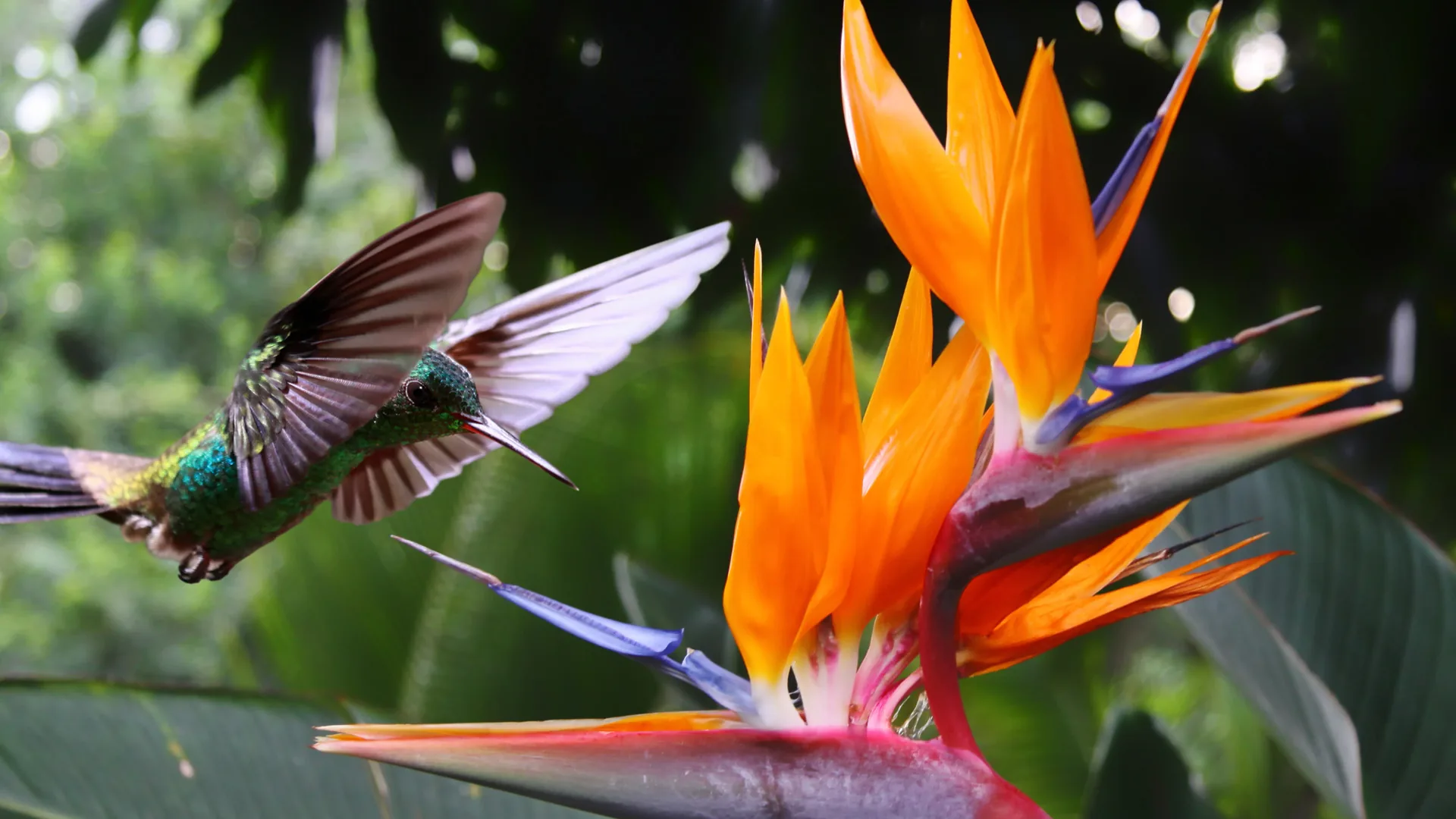 Een kolibrie die bij een oranje paradijsvogelbloem in de lucht hangt