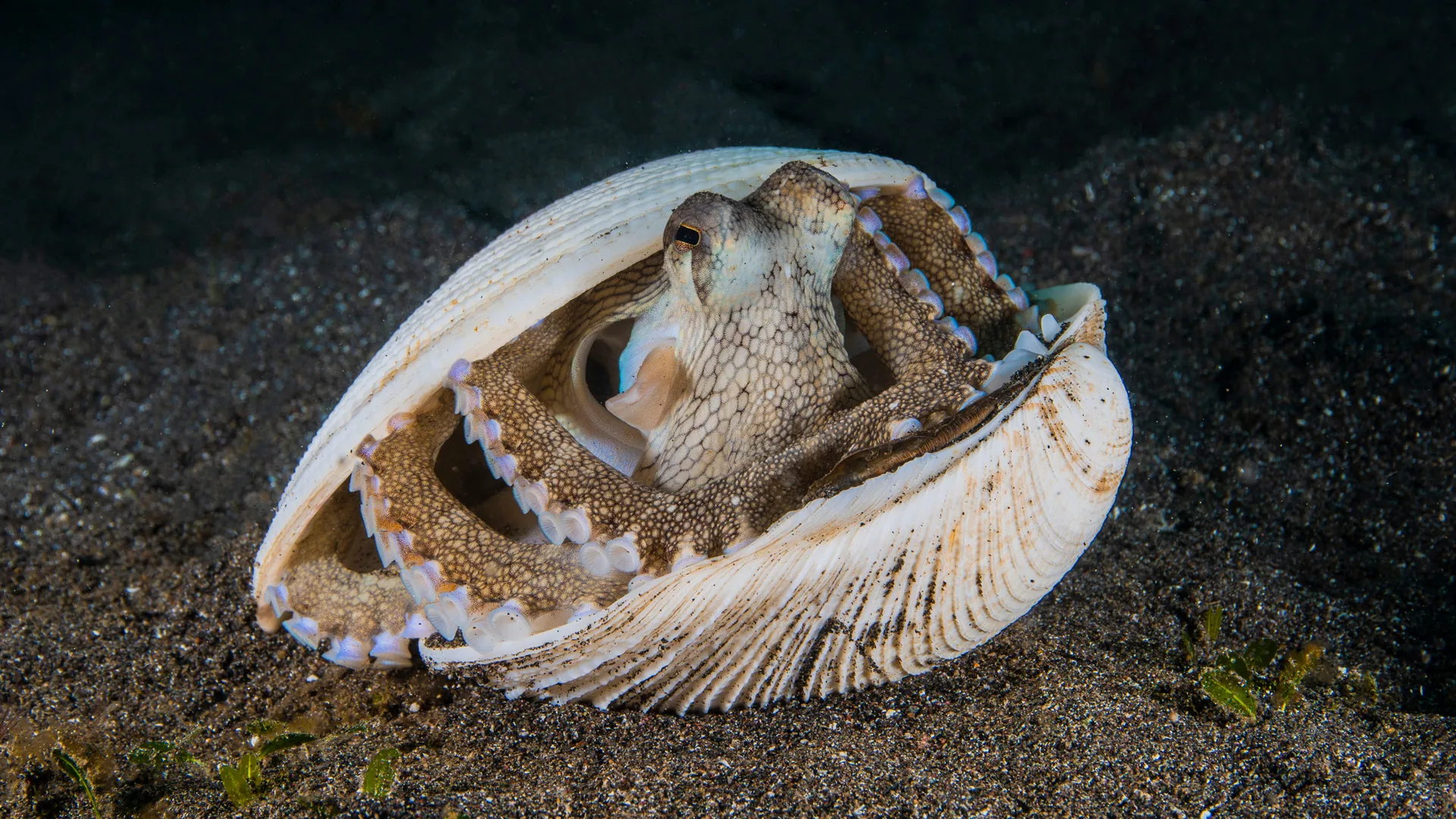 Een octopus die zich verstopt in een schelp op de zeebodem