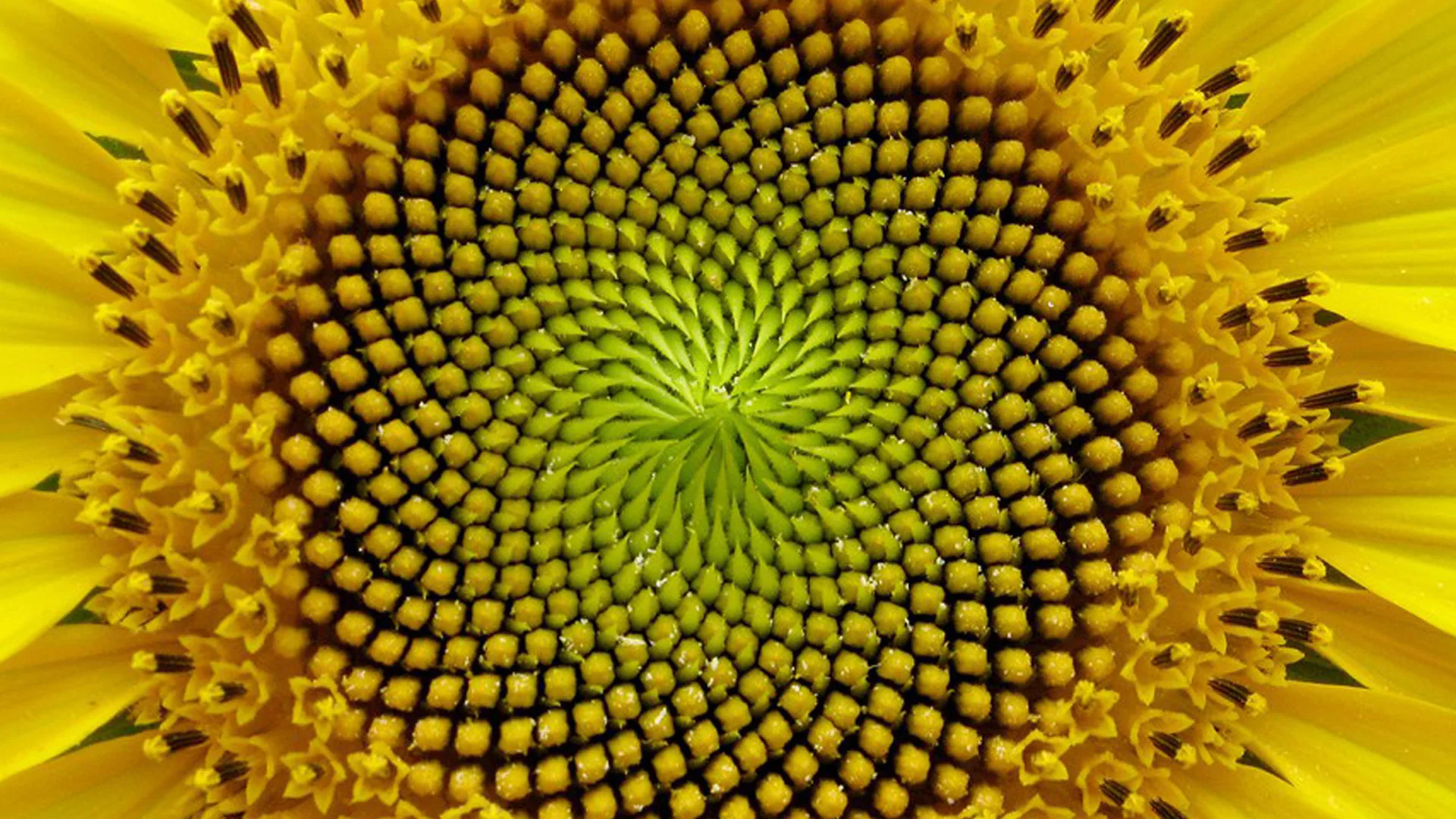 Het hart van een zonnebloem, met de zaden in spiralen