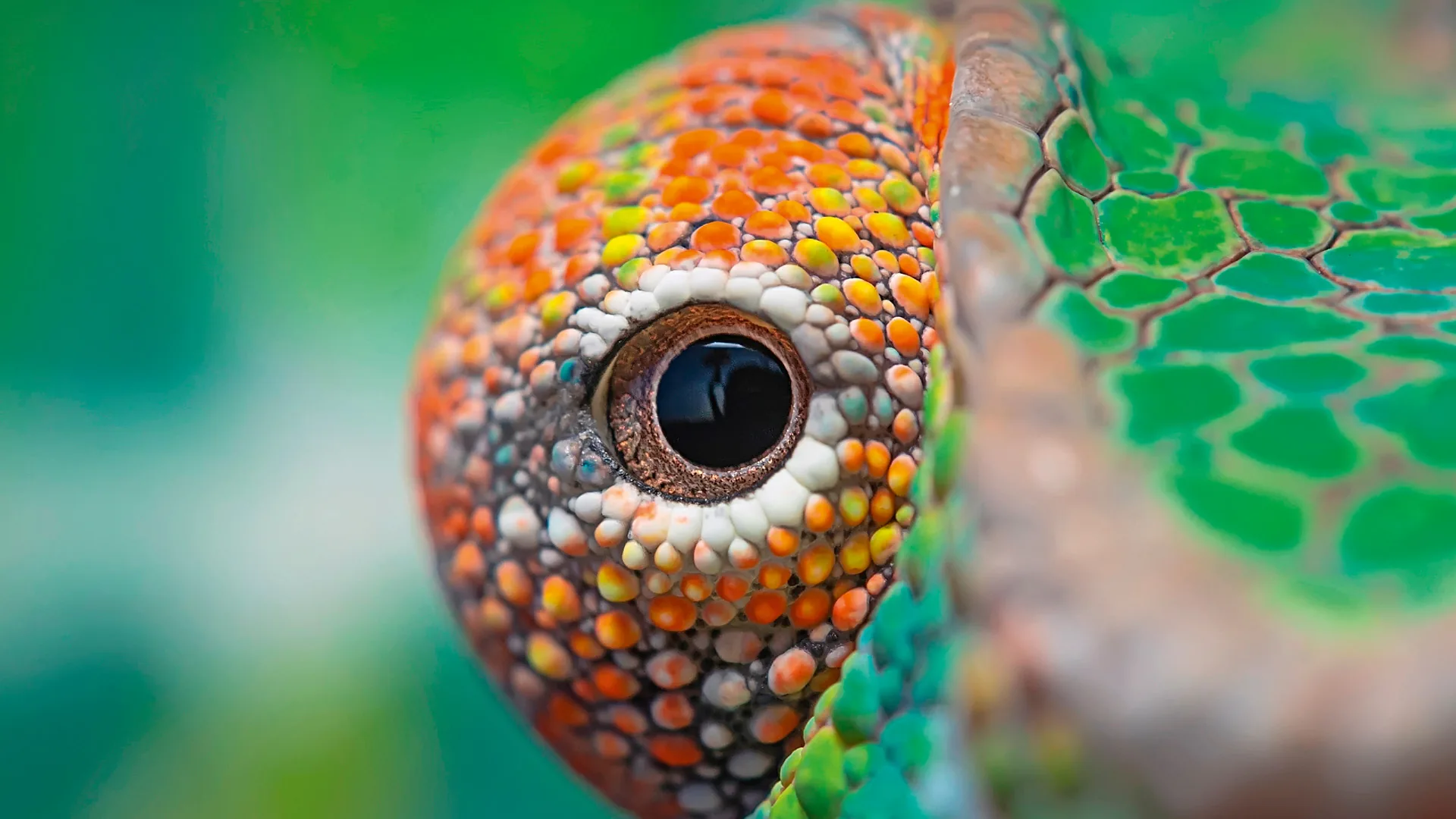 Close-up van het oog van een kameleon