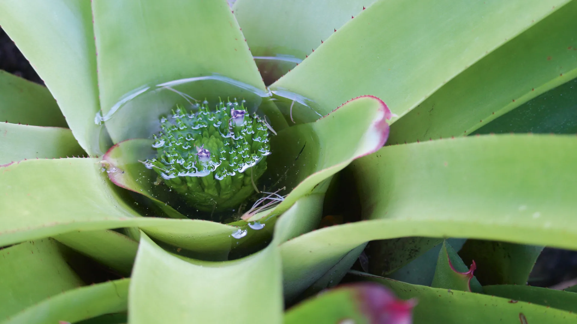 Een bromelia die regenwater vasthoudt in het hart van haar bladeren