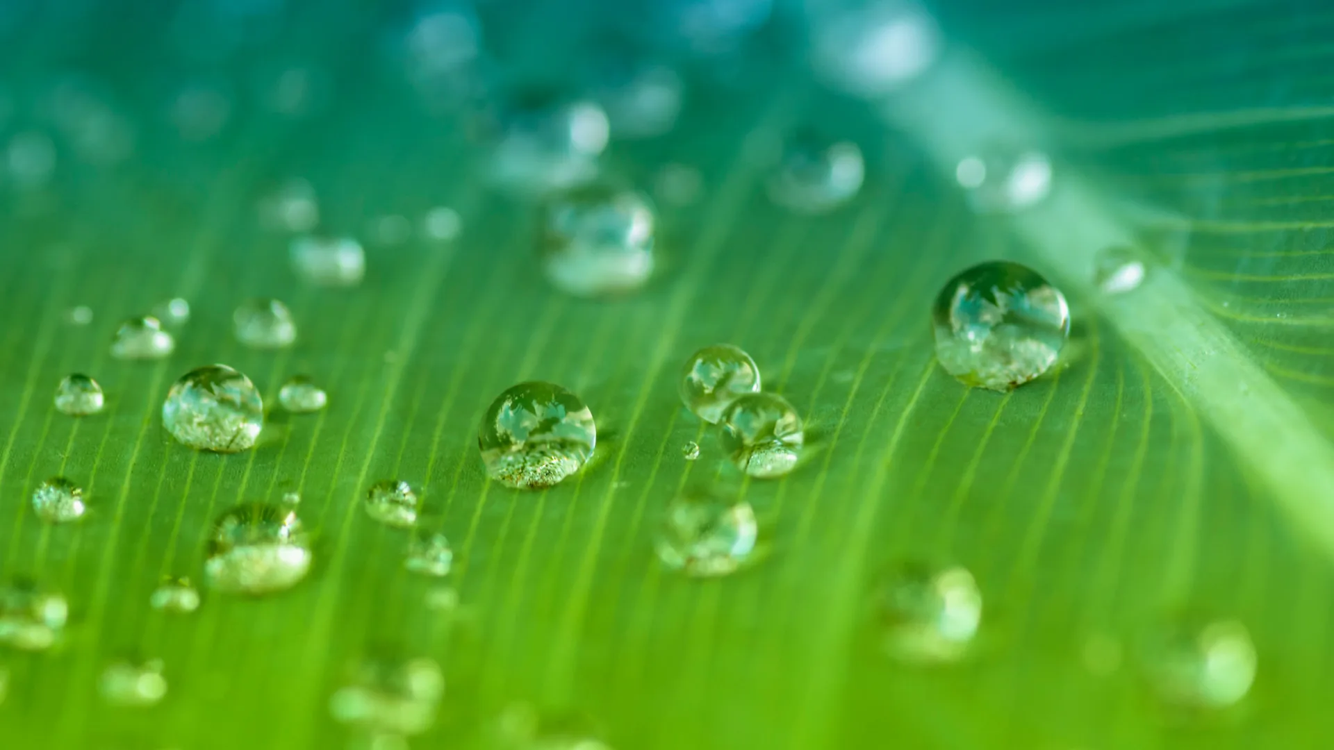 Waterdruppels op een groen blad
