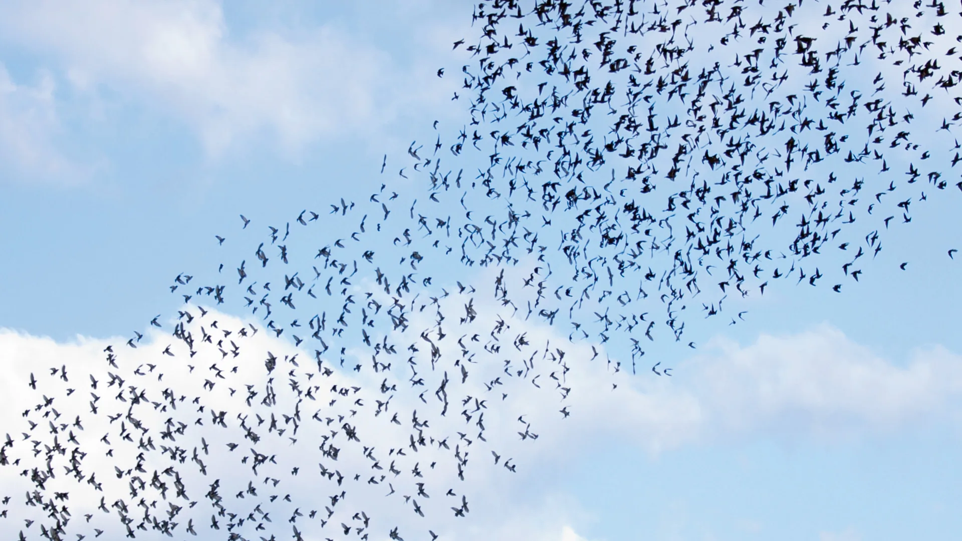 Een zwerm spreeuwen die samen één vorm maakt tegen een blauwe lucht