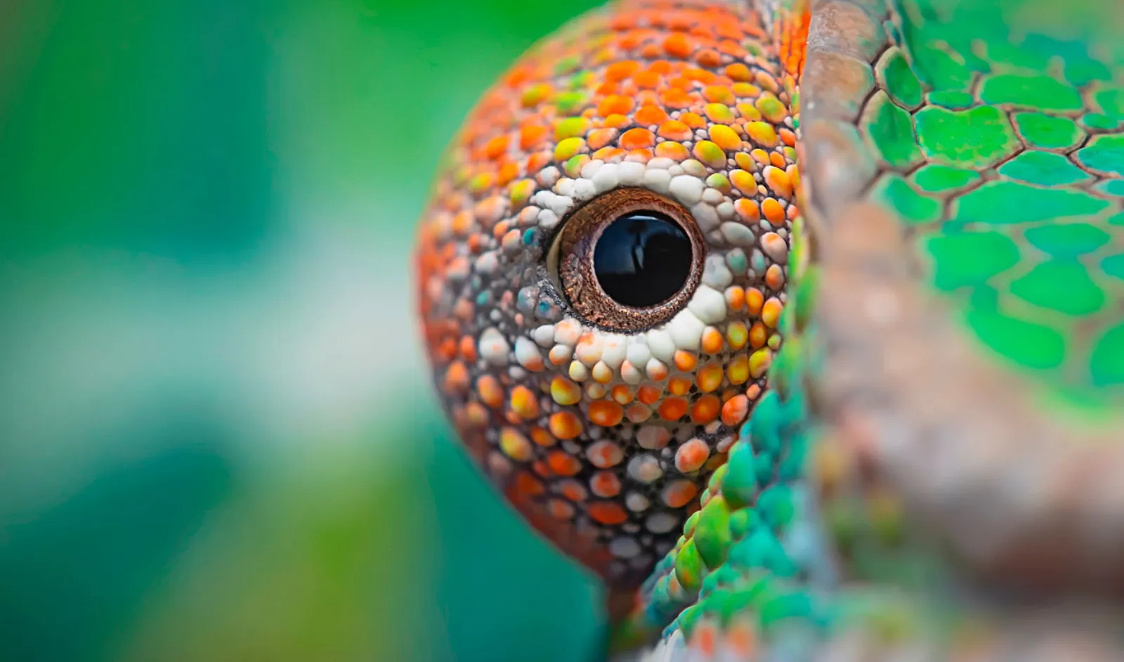 Biomimicry Centre